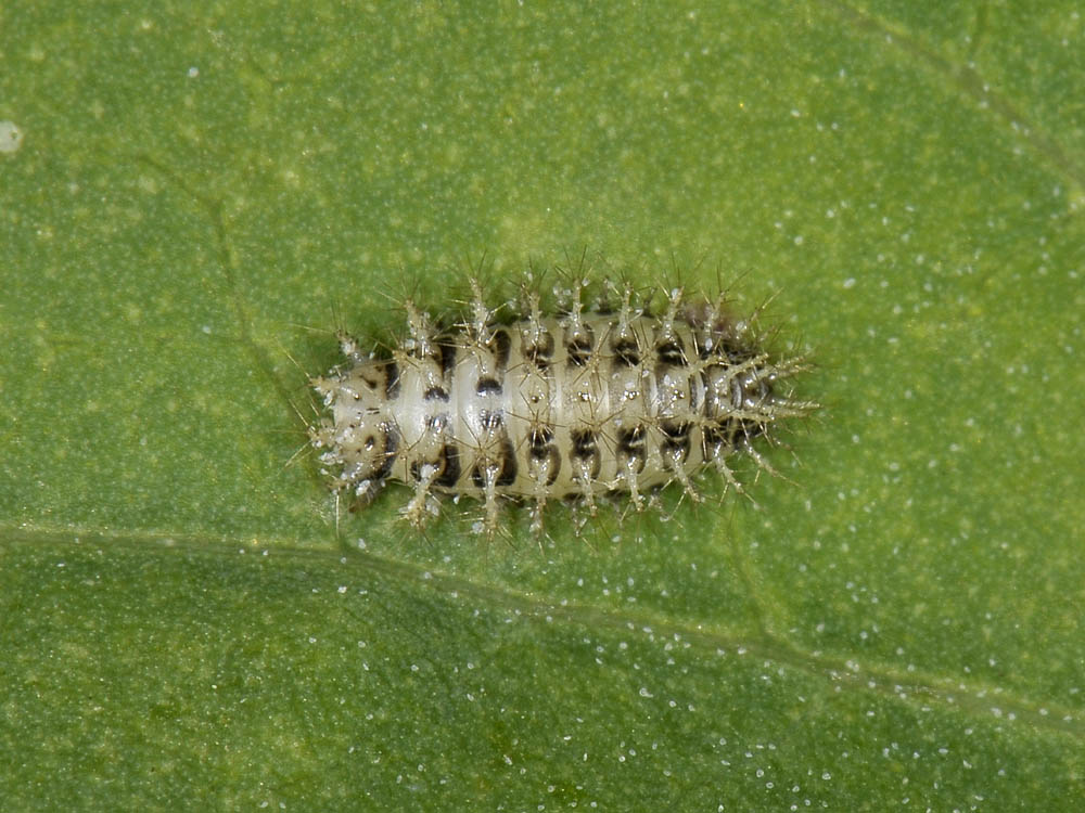 Cassida nebulosa (Chrysomelidae)